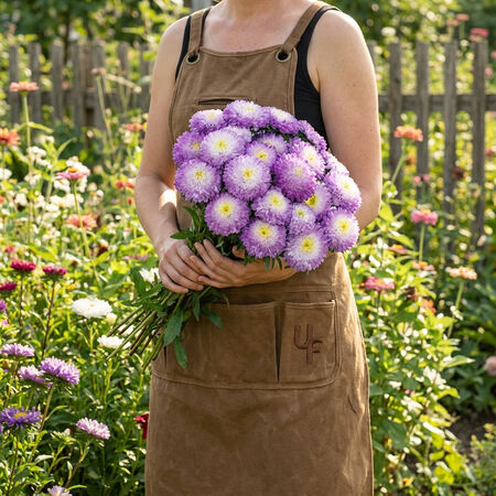 Bonita Top Blue, Aster Seeds - Packet image number null